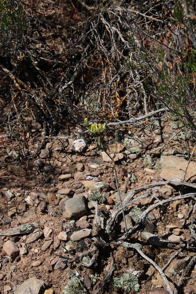 Albuca aurea, photographed by Tony Rebelo