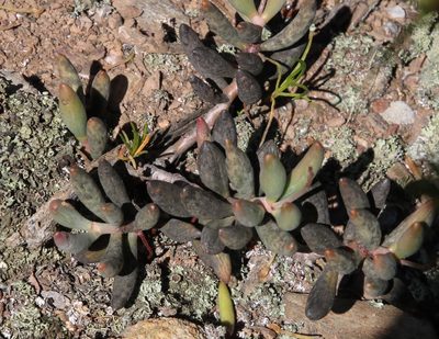 Adromischus filicaulis, photographed by Tony Rebelo