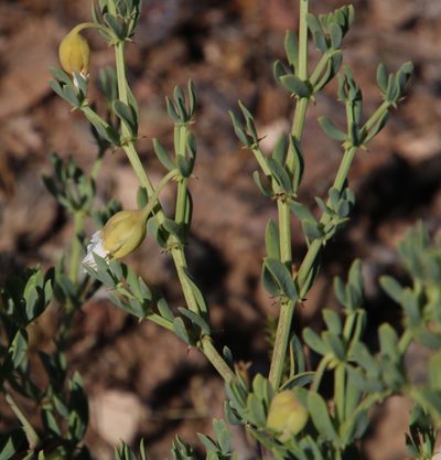 Roepera spinosa, photographed by Tony Rebelo