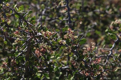 Gymnosporia integrifolia, photographed by Tony Rebelo