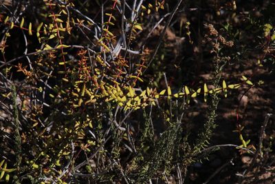 Crassula subaphylla, photographed by Tony Rebelo