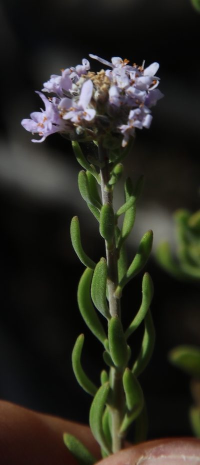 Selago albida, photographed by Tony Rebelo