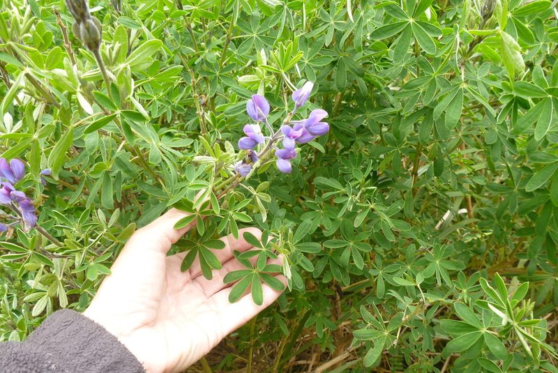 Lupinus magniflorus, photographed by Norma Malinowski