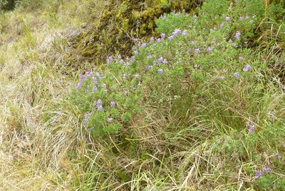 Lupinus magniflorus, photographed by Norma Malinowski