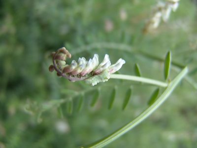 Vicia pulchella, photographed by Gordon C. Snelling