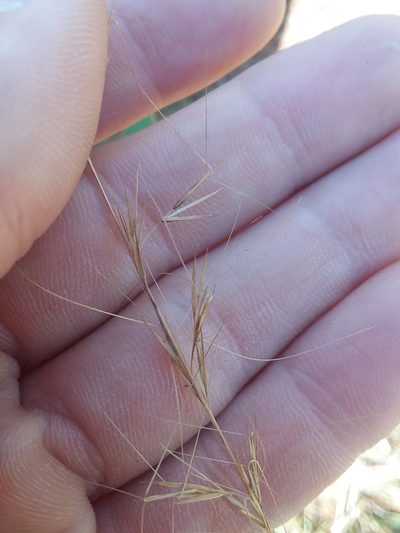 Aristida virgata, photographed by Will McFarland