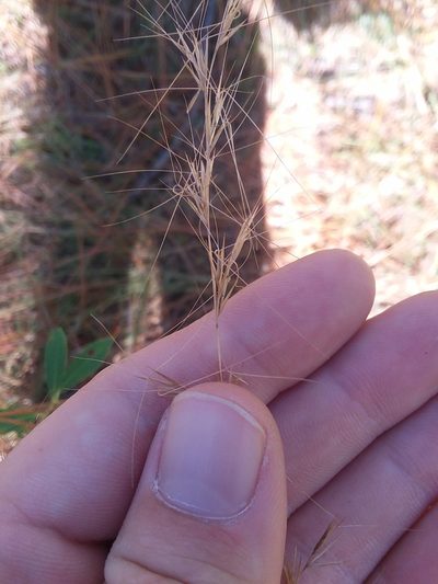 Aristida virgata, photographed by Will McFarland