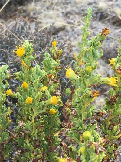 Senecio nutans, photographed by Dan MacNeal