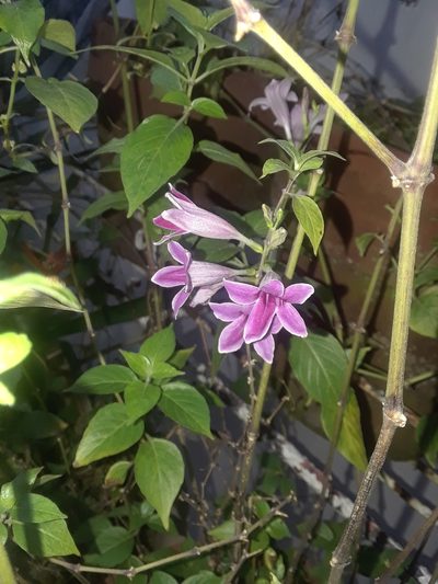 Asystasia nemorum, photographed by jfm smitty