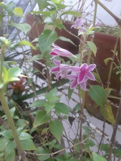 Asystasia nemorum, photographed by jfm smitty