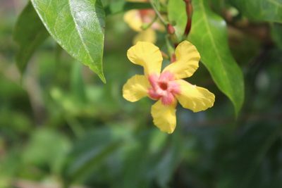Mandevilla subsagittata, photographed by GERMAN LEONEL SARMIENTO CRUZ
