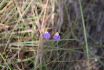 Burmannia bicolor, photographed by GERMAN LEONEL SARMIENTO CRUZ