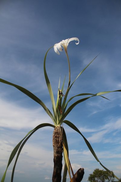 Vellozia tubiflora, photographed by GERMAN LEONEL SARMIENTO CRUZ