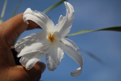 Vellozia tubiflora, photographed by GERMAN LEONEL SARMIENTO CRUZ