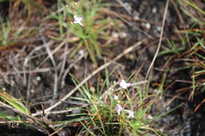 Utricularia amethystina, photographed by GERMAN LEONEL SARMIENTO CRUZ