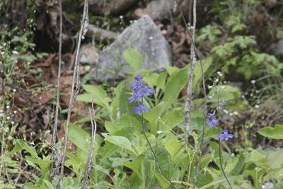 Delphinium madrense, photographed by Juan Cruzado Cortés