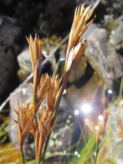 Restio corneolus, photographed by douglaseustonbrown