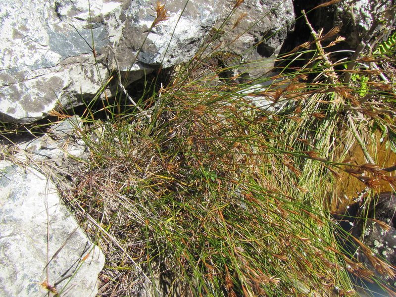 Restio corneolus, photographed by douglaseustonbrown