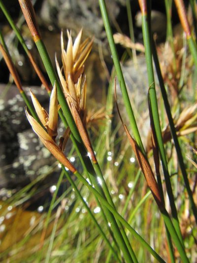 Restio corneolus, photographed by douglaseustonbrown