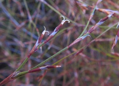 Restio versatilis, photographed by douglaseustonbrown
