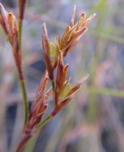 Restio versatilis, photographed by douglaseustonbrown