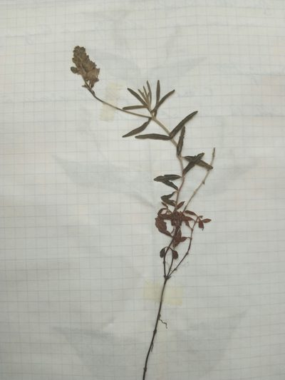 Veronica satureiifolia, photographed by Crap Fou