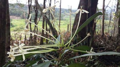 Ixora masoalensis, photographed by Romer N. Rabarijaona