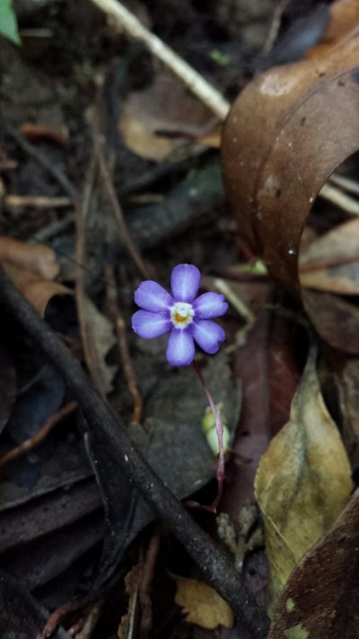 Geosiris aphylla, photographed by Romer N. Rabarijaona