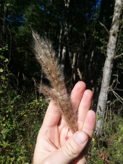 Erianthus alopecuroides, photographed by Will McFarland