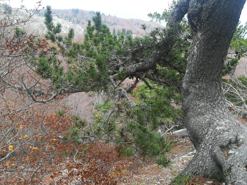 Pinus heldreichii, photographed by Francesco Cecere