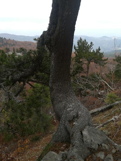 Pinus heldreichii, photographed by Francesco Cecere