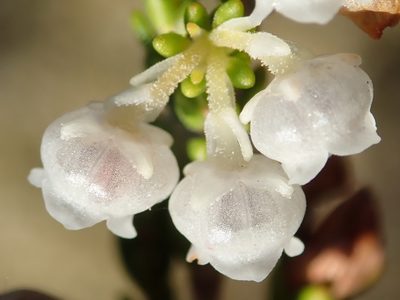 Erica syngenesia, photographed by Nicola van Berkel