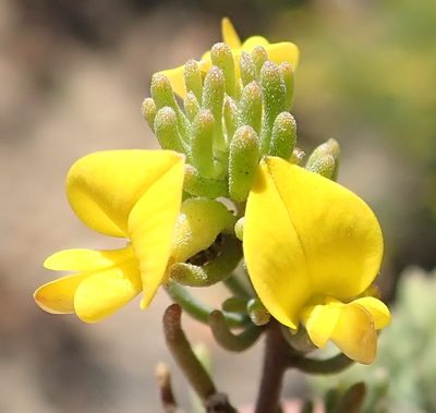 Aspalathus tuberculata, photographed by Nicola van Berkel