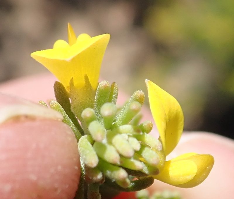 Aspalathus tuberculata, photographed by Nicola van Berkel