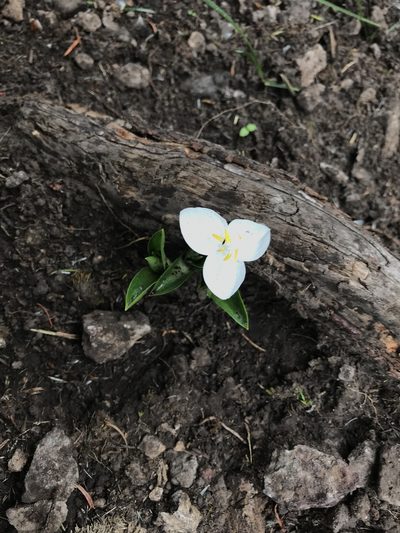 Weldenia candida, photographed by Chris