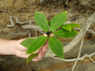 Pittosporum cornifolium, photographed by Keith S