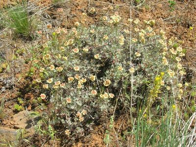Eriogonum douglasii, photographed by John Brew
