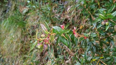 Berberis nantoensis, photographed by Cheng-Te Hsu