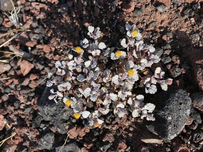Psathyrotes annua, photographed by Emily Chebul