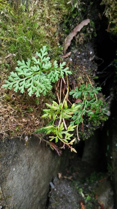 Cryptogramma brunoniana, photographed by Cheng-Te Hsu