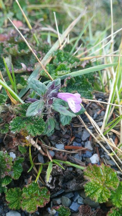 Clinopodium laxiflorum, photographed by Cheng-Te Hsu