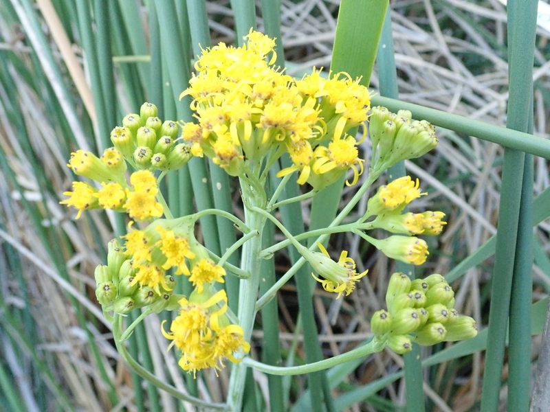 Senecio hydrophilus, photographed by Nolan Exe