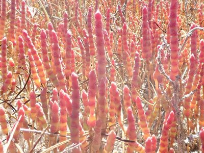 Salicornia rubra, photographed by Nolan Exe