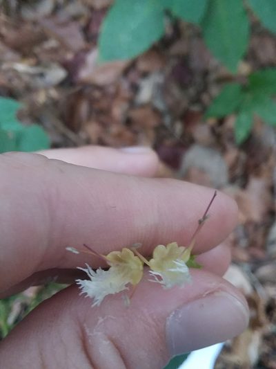 Collinsonia punctata, photographed by Will McFarland
