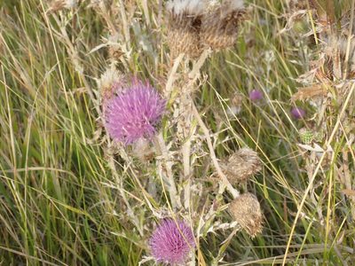 Cirsium flodmanii, photographed by John Brew