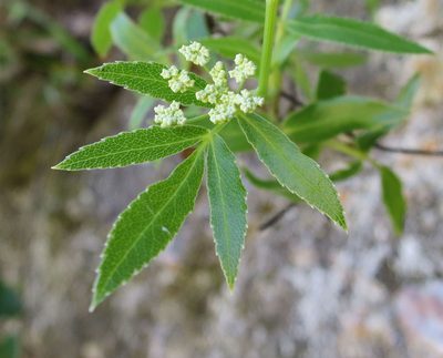 Scandia rosifolia, photographed by Alice Shanks