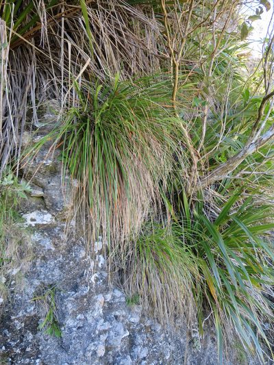 Chionochloa flavicans, photographed by Alice Shanks