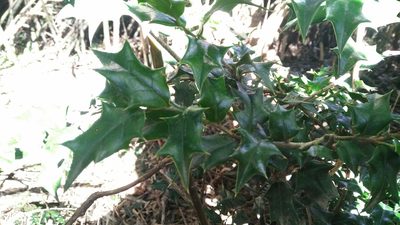 Ilex bioritsensis, photographed by Cheng-Te Hsu