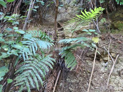 Parablechnum triangularifolium, photographed by Alice Shanks