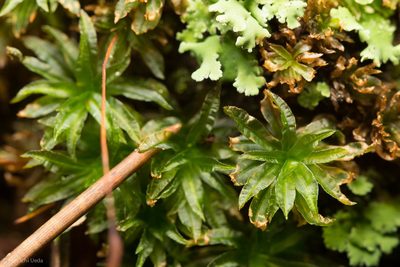 Atrichum selwynii, photographed by Ken-ichi Ueda